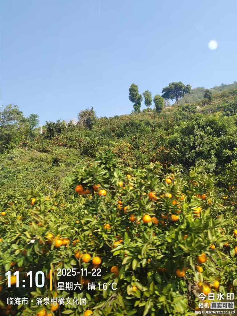 正宗《临海涌泉宫川蜜桔》现摘现发新鲜水果，自产自销。