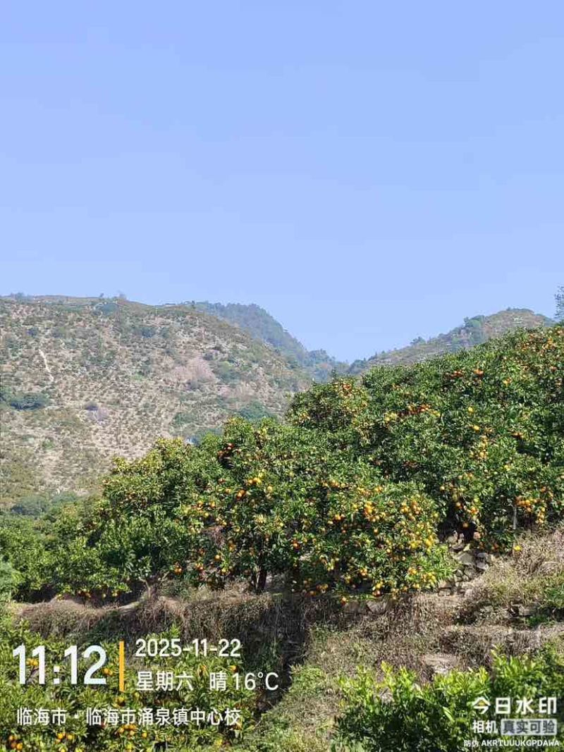 正宗《临海涌泉宫川蜜桔》现摘现发新鲜水果，自产自销。
