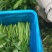江苏空心菜自家种植对接江苏附近欢迎咨询保质保量