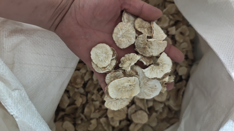 菊苣根大货批发