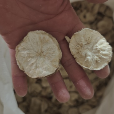 菊苣根大货批发