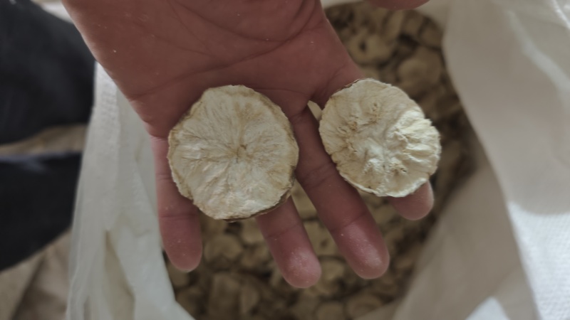 菊苣根大货批发
