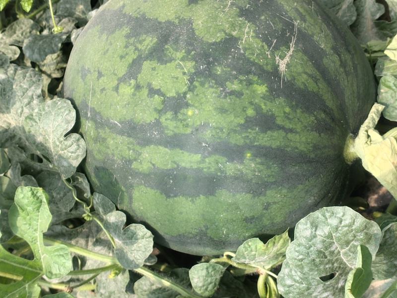 长期供应西瓜电商供货