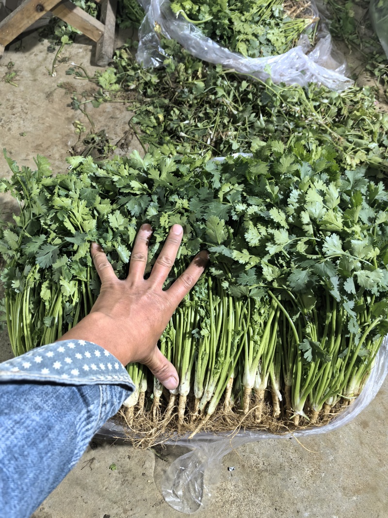 唐山中叶铁杆青香菜，