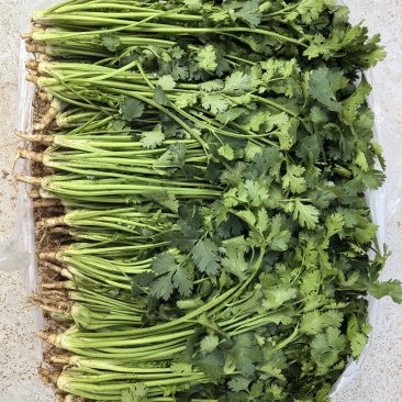 唐山中叶铁杆青香菜，