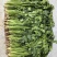 唐山中叶铁杆青香菜，