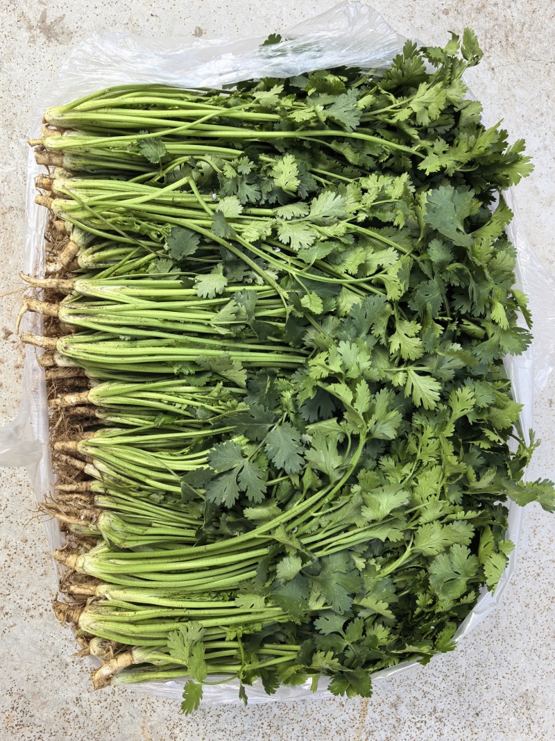 唐山中叶铁杆青香菜，
