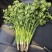 唐山中叶铁杆青香菜，
