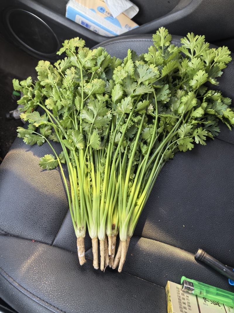 唐山中叶铁杆青香菜，