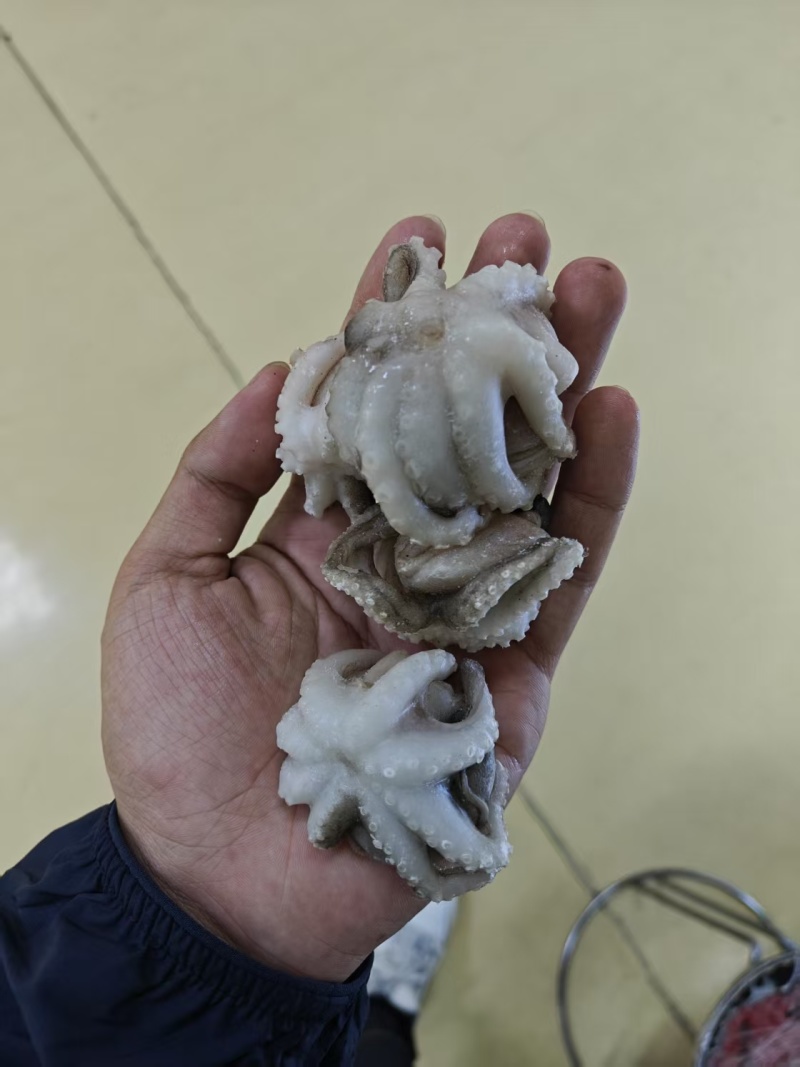 翻花小章鱼大量现货量大从优