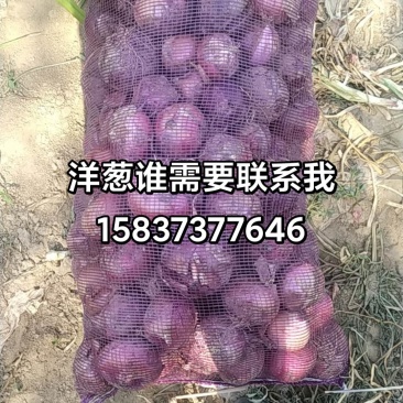 洋葱大小都有