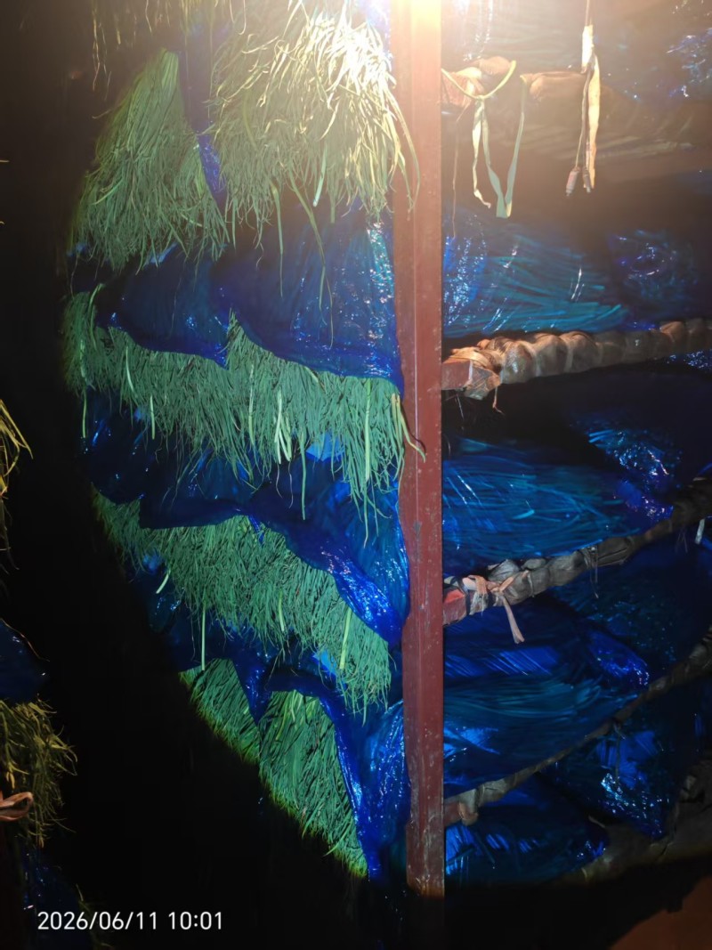 新鲜蒜薹，廊坊永清县