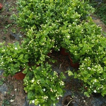 茉莉盆花枝条高35公分冠幅30公分左右花苞洁白如雪香味扑鼻。
