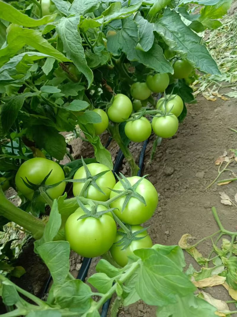 青西红柿