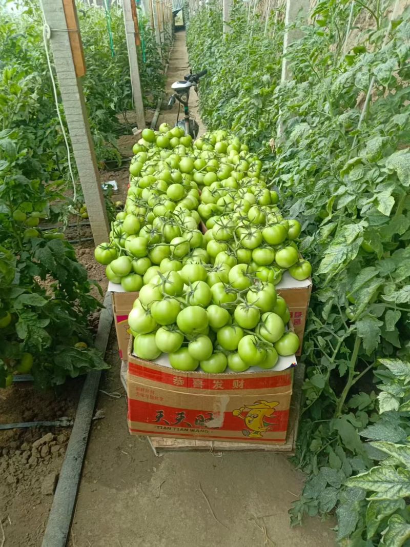 青西红柿