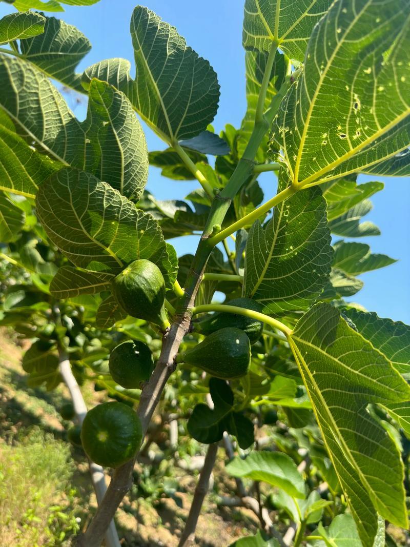 无花果青果青皮芭劳奈斯特拉金傲芬布兰瑞克波姬红