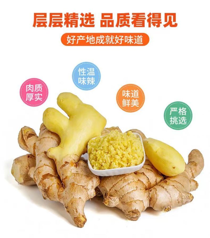 云南小黄姜