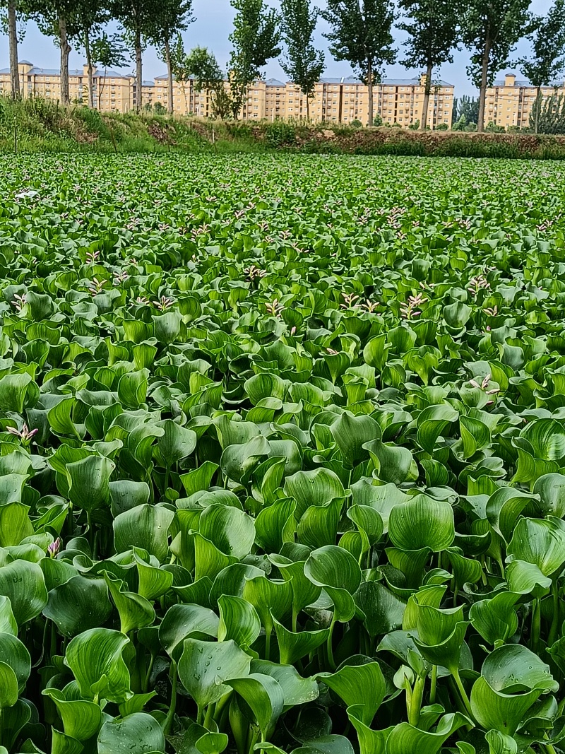 水仙花，水芙蓉
