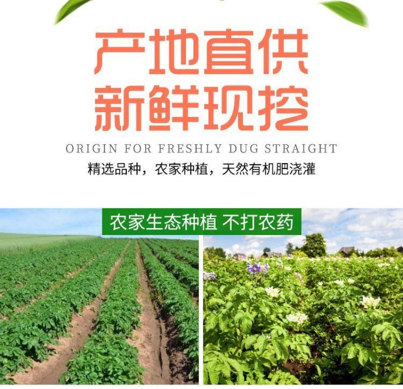 云南红皮土豆2—3两中果