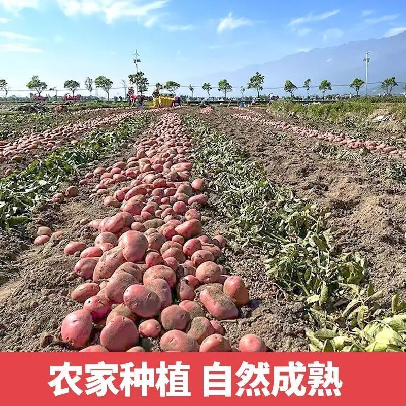 云南红皮土豆2—3两中果
