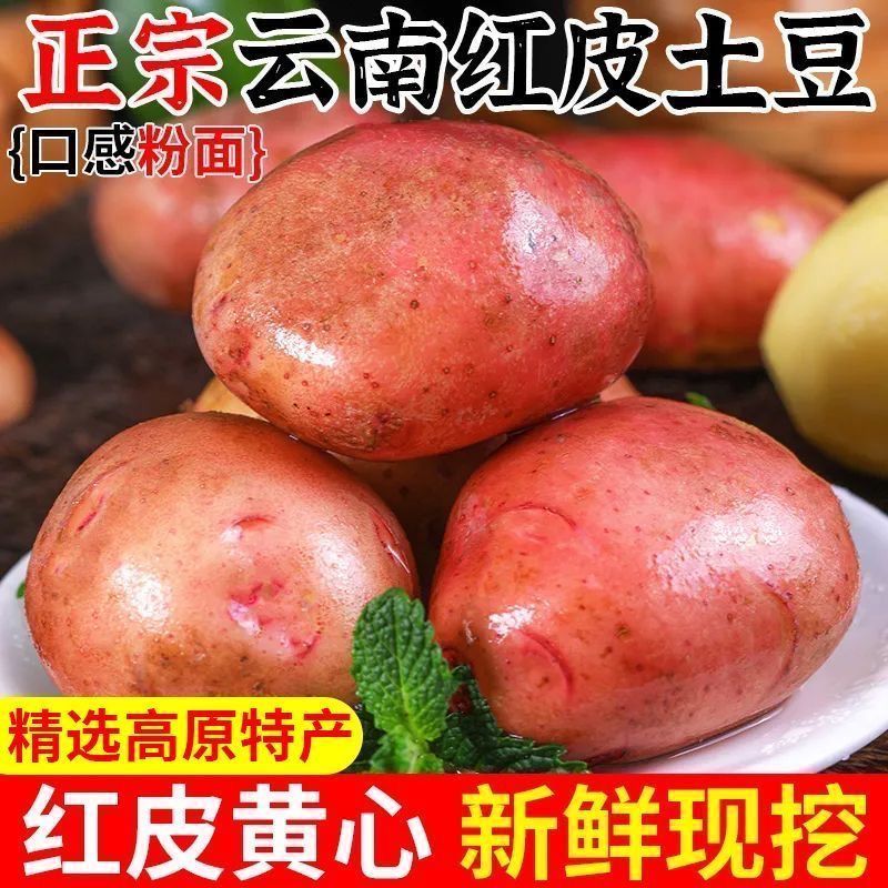 云南红皮土豆2—3两中果