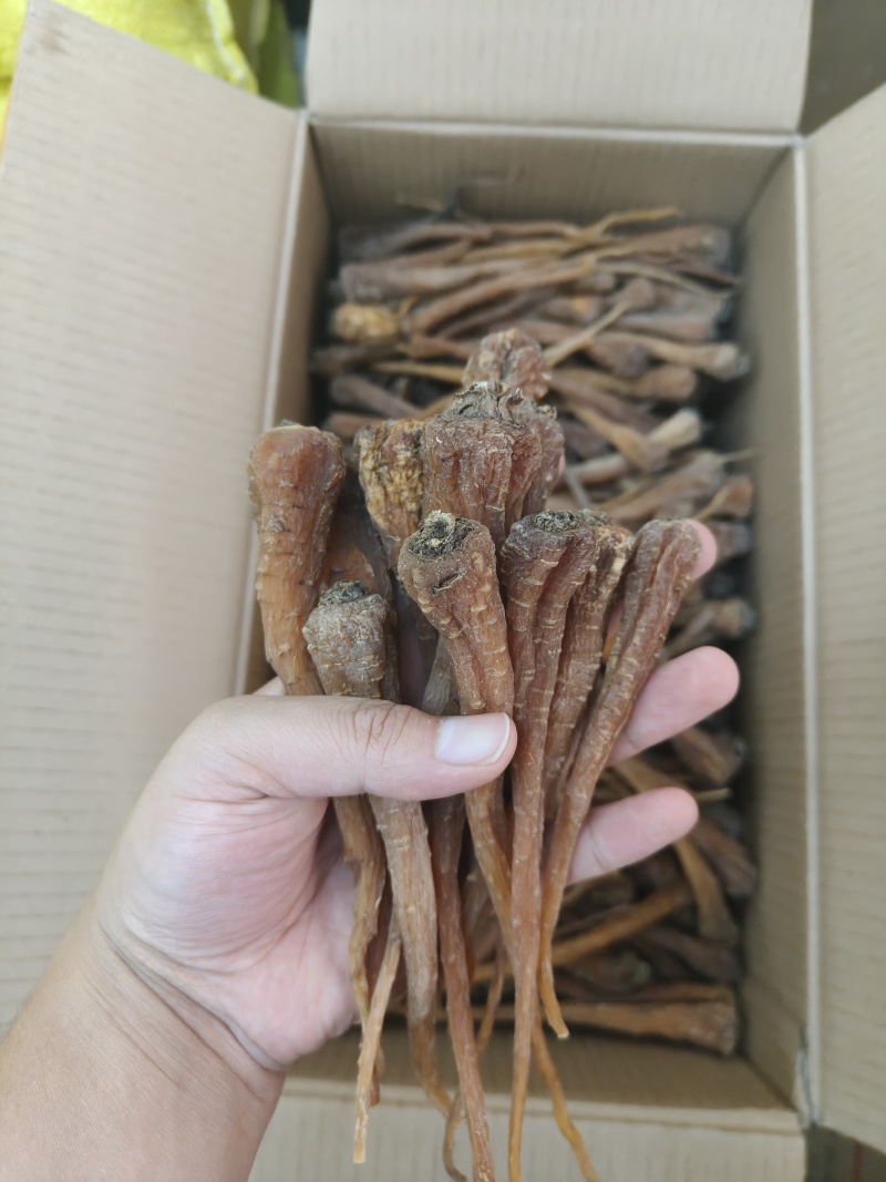 藏雪参藏血参红毛阳参