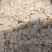 藏雪参藏血参红毛阳参