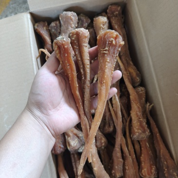 藏雪参藏血参红毛阳参