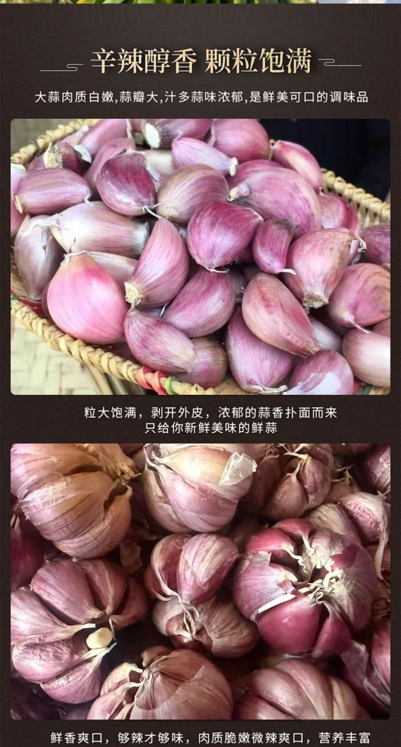 云南紫皮大蒜精品5cm以上