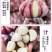 云南紫皮大蒜精品5cm以上