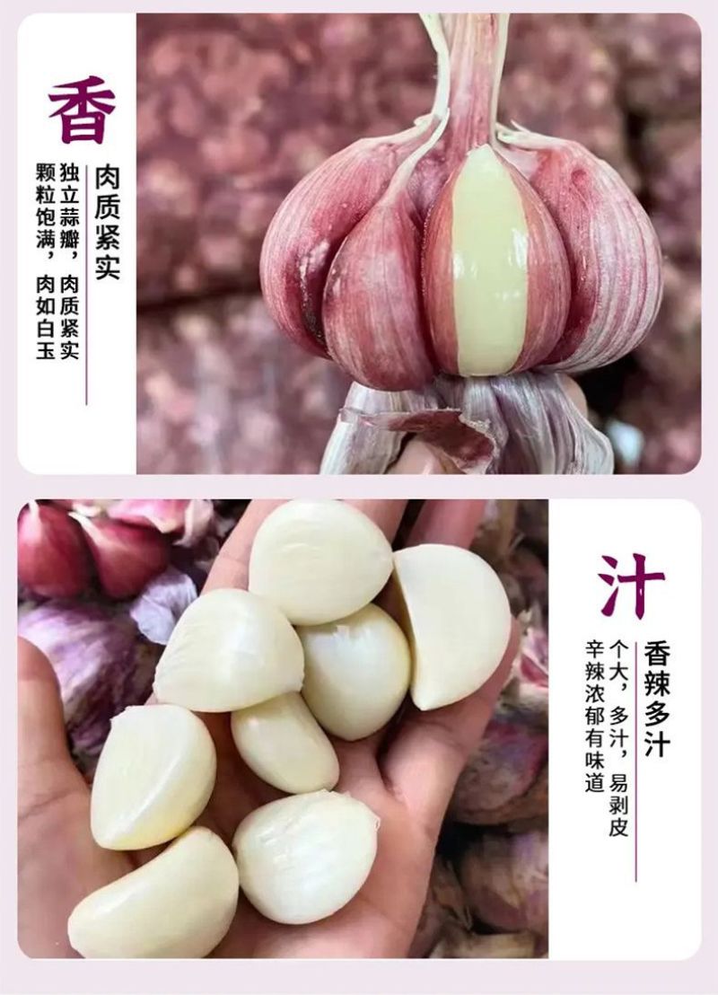 云南紫皮大蒜精品5cm以上