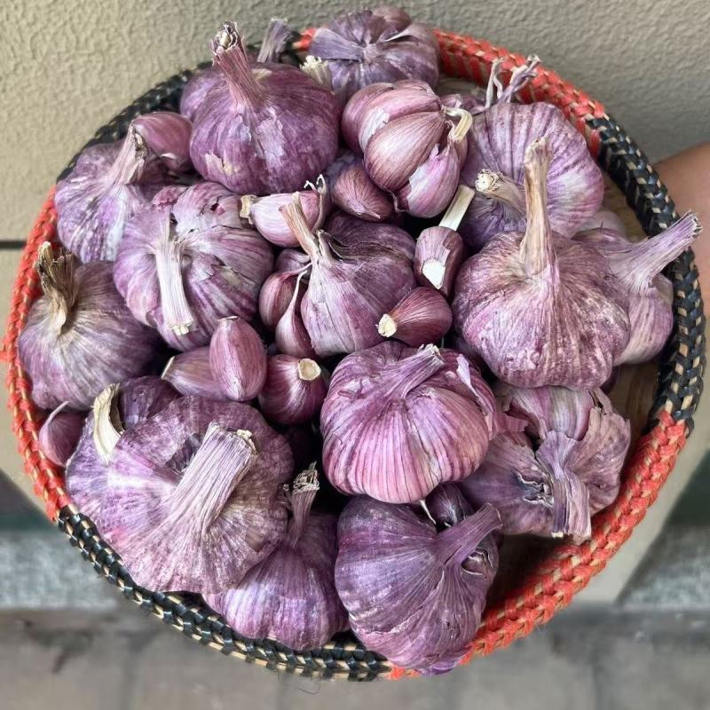 云南紫皮大蒜精品5cm以上