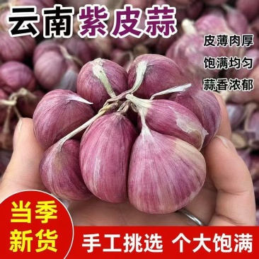 云南紫皮大蒜去外皮精品5cm以上