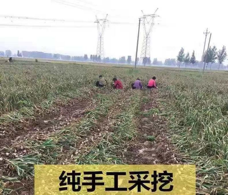 云南紫皮大蒜去外皮精品5cm以上