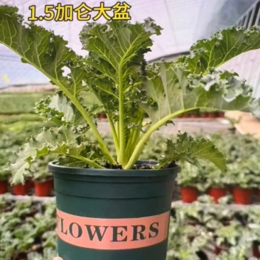 进口鲜食版羽麒麟盆栽