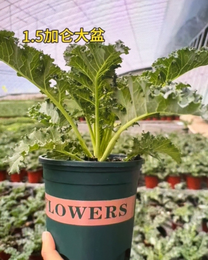 进口鲜食版羽麒麟盆栽