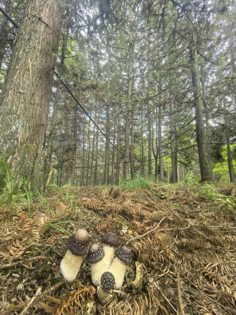 赤松茸批发