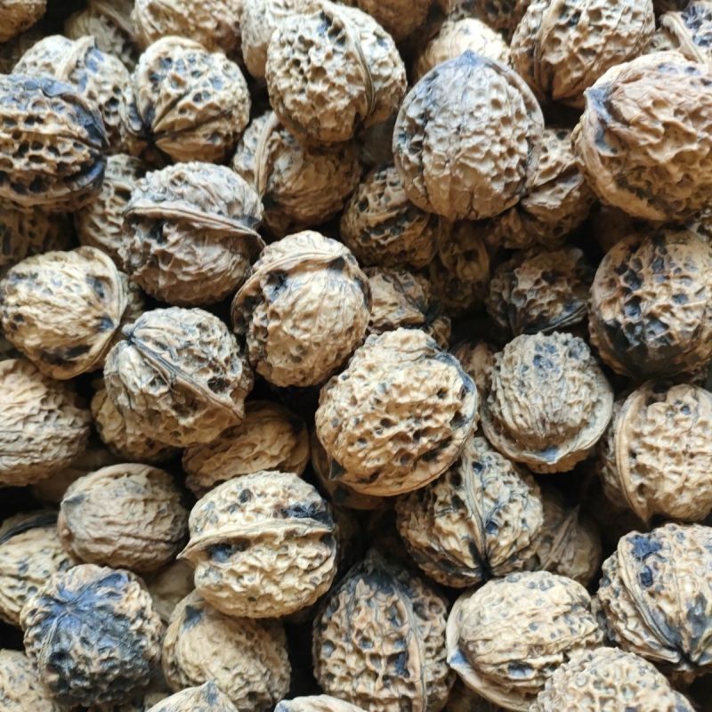 云南薄皮核桃大果