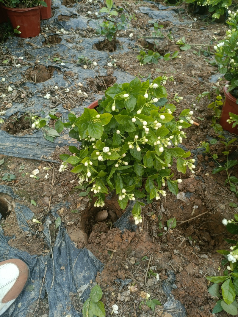 茉莉盆花枝条高35公分花苞多分枝多，花香浓郁产地直发5元一盆