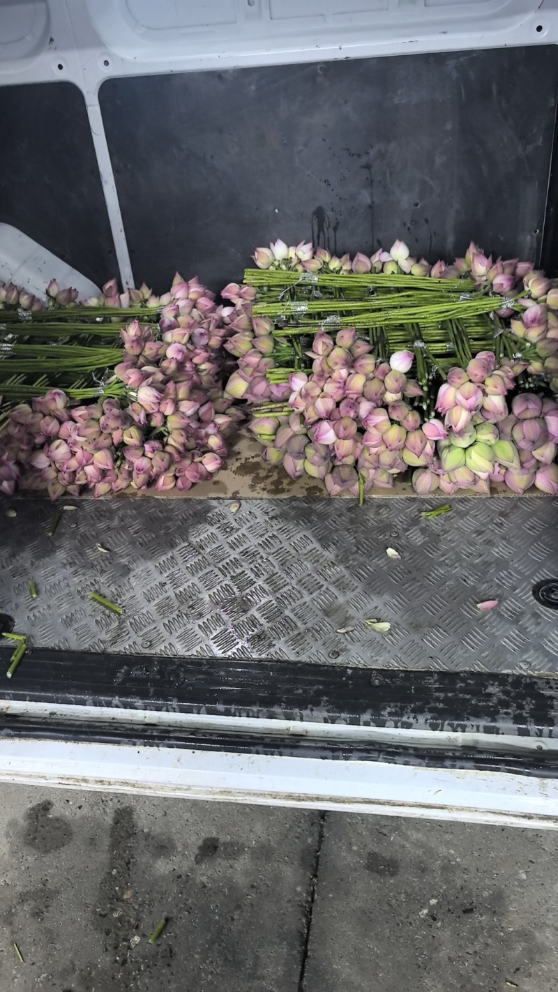 重瓣鲜切荷花