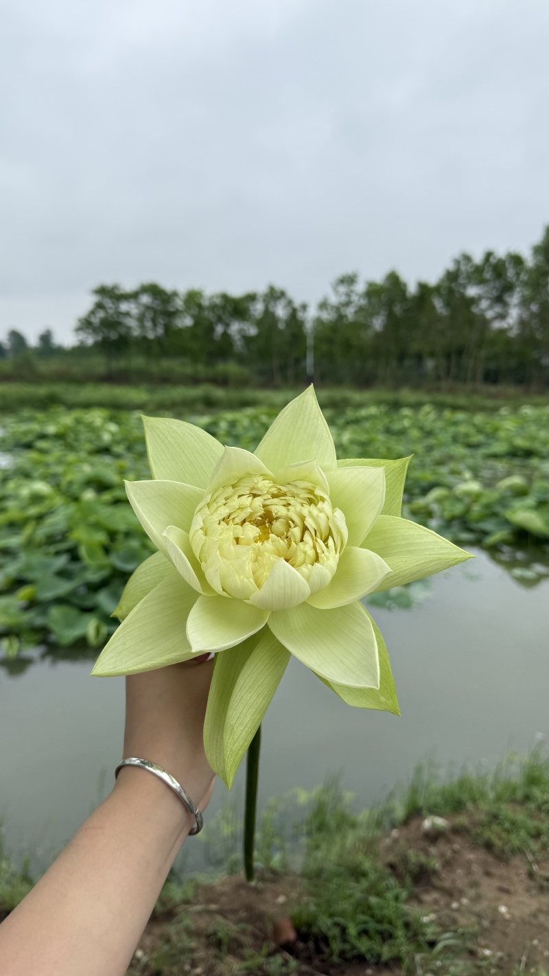 重瓣鲜切荷花
