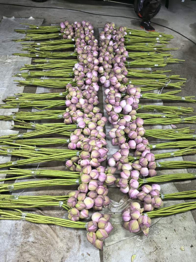 重瓣鲜切荷花