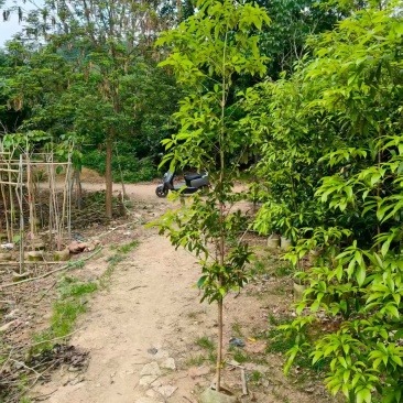 金丝楠木，2公分，普宁苗木基地