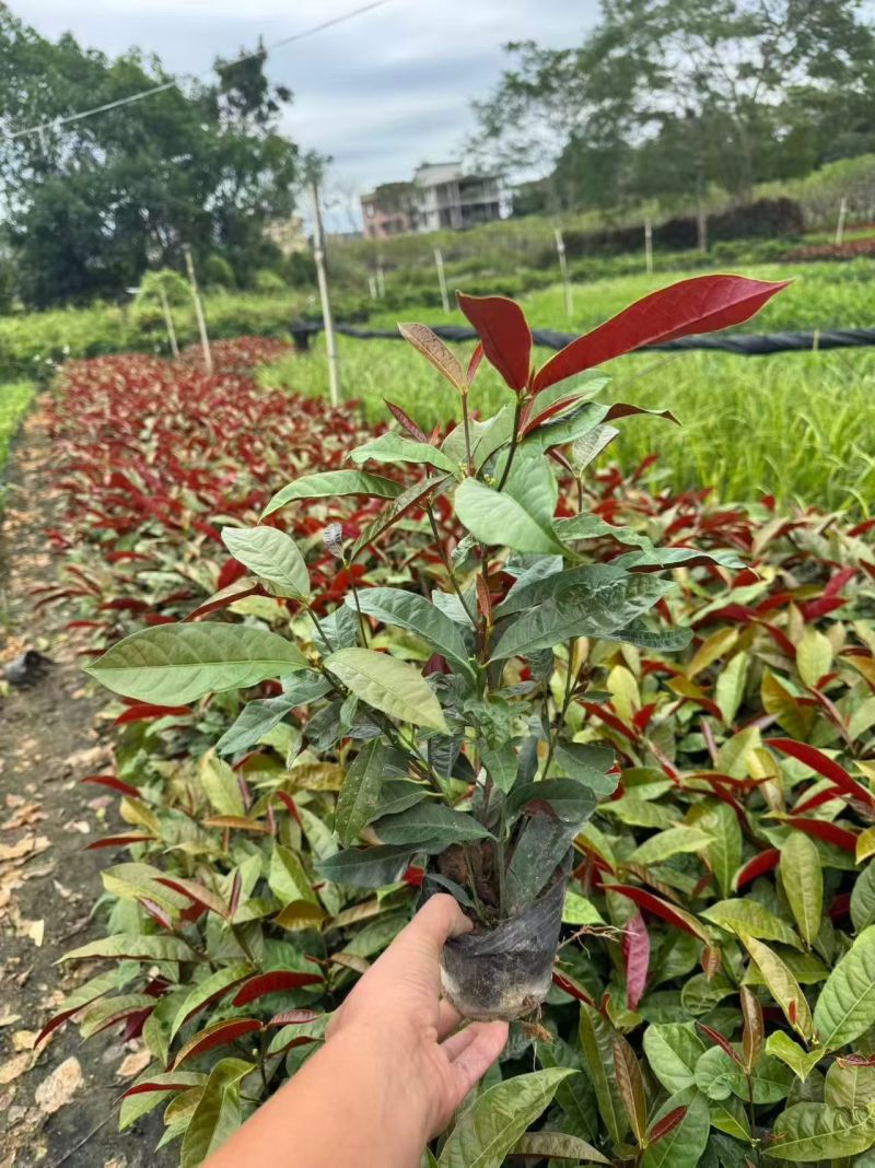 箭毒木-红背桂。7斤袋苗。普宁苗木