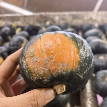 爆粉地爬贝贝南瓜瓜