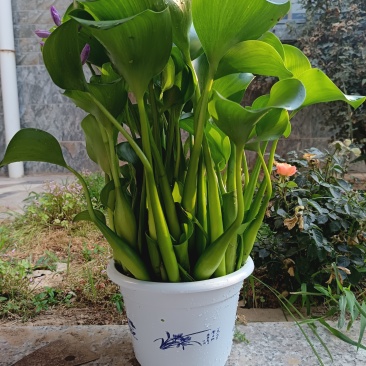 水仙花，水芙蓉