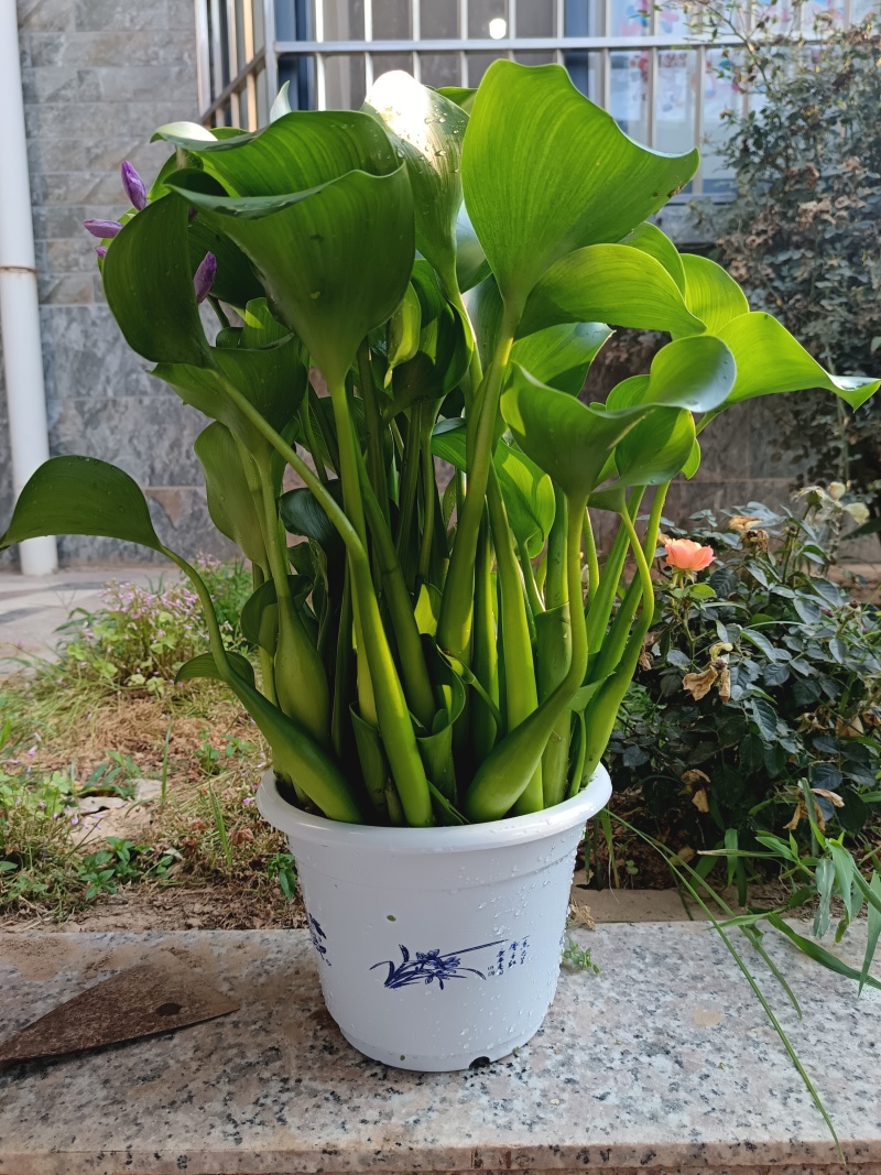 水仙花，水芙蓉