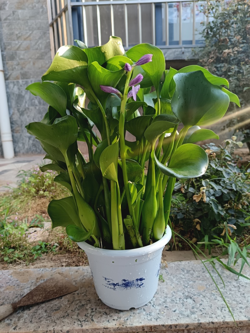 水仙花，水芙蓉