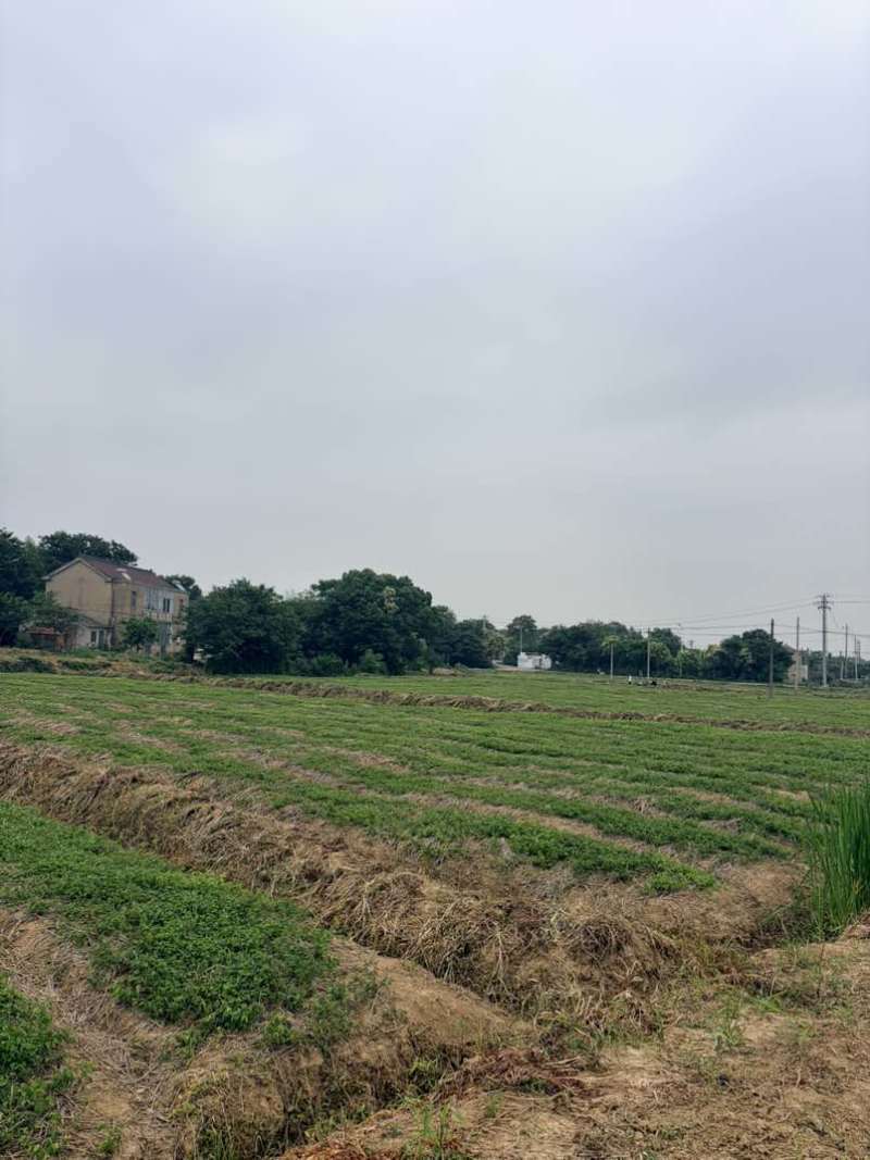 当年榉树小苗基地直发