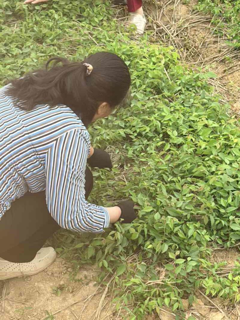 当年榉树小苗基地直发